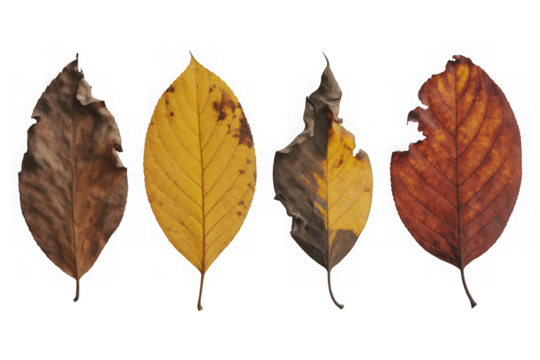 Four autumn leaves isolated, showing natural color and decay isolated on transparent background - Powered by Adobe