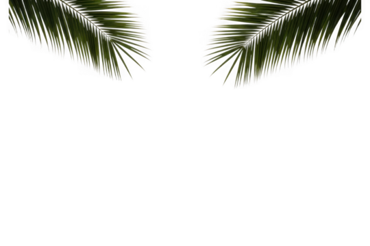 Green tropical palm leaves framing top, natural foliage decor isolated on transparent background