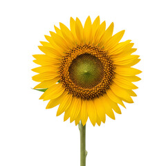 Fototapeta premium Bright yellow sunflower with detailed center