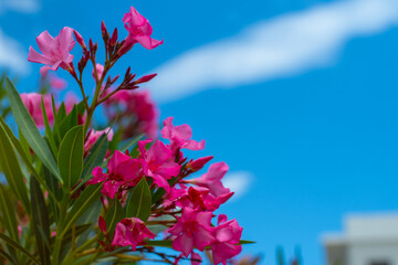 Close-up view of a vibrant flowering Oleander against a clear blue sky. The flowers are surrounded by glossy green leaves, creating a striking contrast against the bright background. Crete island.