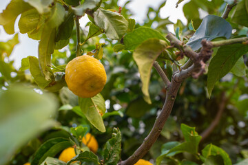 Close-up view of a lemon hanging from a tree on Crete Island. The bright yellow lemon, with its slightly rough texture, stands out amidst the lush green leaves that surround it.
