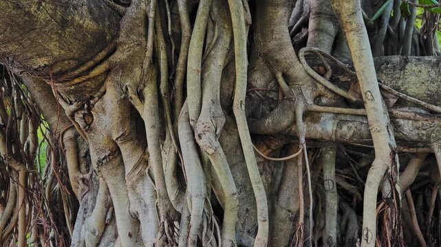 Circling camera move around the thick aerial roots of Ficus benghalensis, revealing twisting woody forms, rough bark textures, and dense overlapping root structures wrapped around the massive trunk.