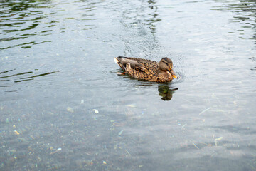 female mallard duck swimming in calm freshwater pond outdoors