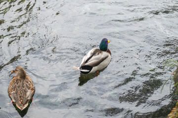 Mallard ducks swimming in calm freshwater pond in natural outdoor setting