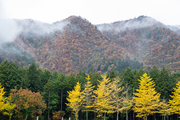 Autumn forest with colorful trees and misty mountain landscape