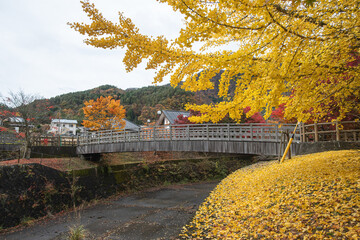 Wooden bridge over river with autumn yellow ginkgo trees in rural village near Saiko Lake, Saiko, Fujikawaguchiko, Minamitsuru District, Yamanashi, Japan