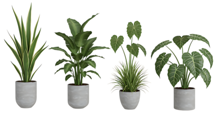 Four potted tropical plants of varying shapes and sizes on transparent background.