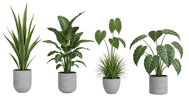 Four potted tropical plants of varying shapes and sizes on transparent background.