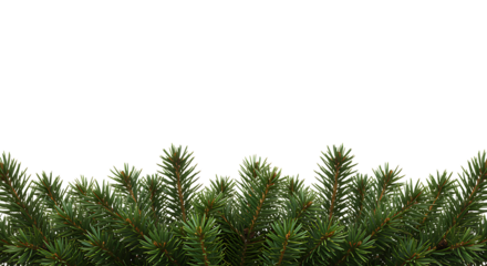 lush green pine branches forming a border ideal for designs on transparent background.