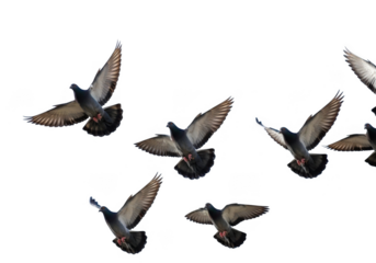 Flock of pigeons flying isolated on transparent background for freedom and peace concept design