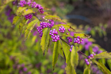 Purple berries growing on green leafy branches in natural outdoor setting