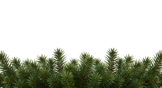lush green pine branches forming a border ideal for designs on transparent background.