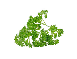 fresh parsley transparent png