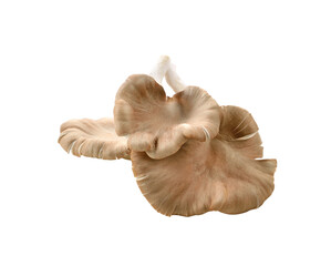 oyster mushroom on transparent png.