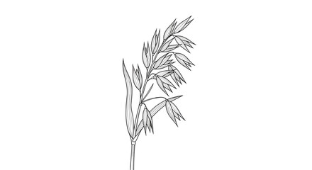 Detailed black and white hand-drawn sketch of an oat plant stalk in a vintage botanical engraving style illustration.