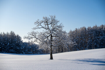 A solitary tree covered in frost standing in a silvery snowy field, a drama of light and shadow