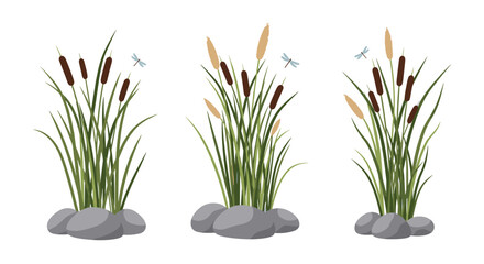 Set of three cattail reed illustrations with rocks and dragonflies creating a peaceful pond or swamp nature scene element. © Farhan