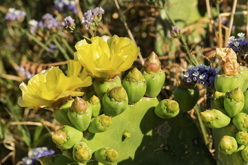 Prickly pear cactus in Mykonos, Greece, shown in close-up with green pads covered in rounded protrusions. Several yellow flowers are in bloom alongside numerous buds.