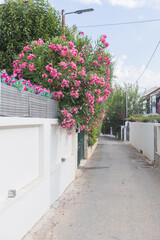 Vibrant pink oleander flowers cascading over a white wall