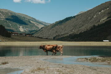 Brown Alpine Cow at the Edge of Finkau Lake, Austria