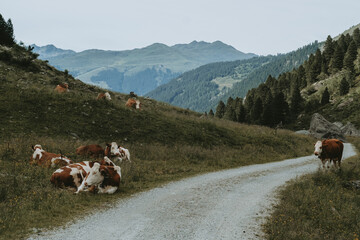 Alpine Cow Resting on the Trail to Zittauer H&uuml;tte, Austria