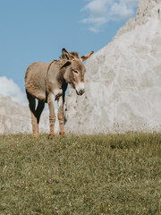 Alpine Donkey Among the Dolomiti Peaks at Seceda