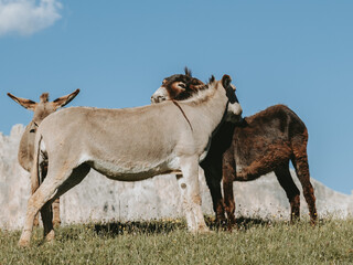 Donkey on a Rocky Path of Seceda Hiking Trail