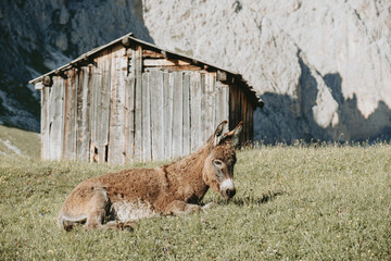 Alpine Donkey in Scenic Dolomiti Landscape at Seceda