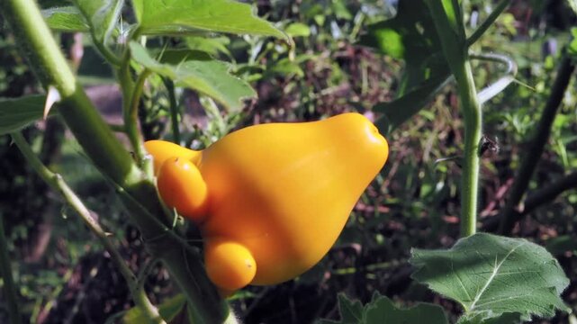 Solanum mammosum ornamental or auspicious plants.