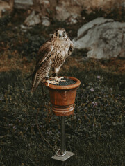 Falcon Staring at Camera in Trento, Italy