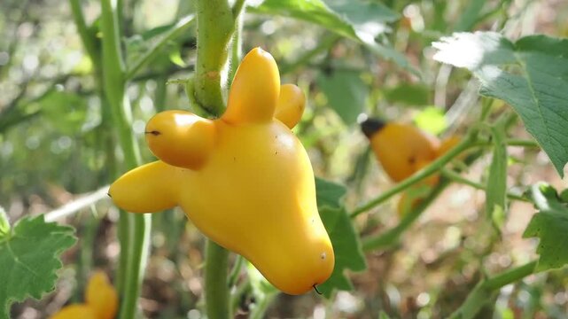 Solanum mammosum ornamental or auspicious plants.