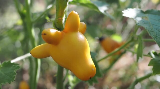 Solanum mammosum ornamental or auspicious plants.