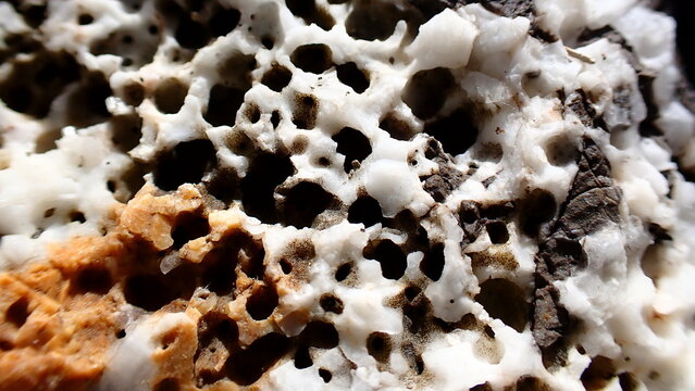 Dead sea sponge Cliona sp. during low tide in the littoral zone, Ligurian Sea, Italy, Imperia
