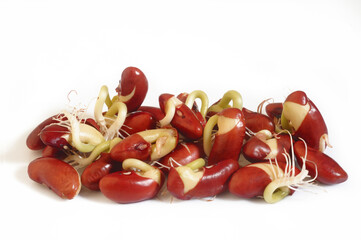 kidney beans sprout on white background