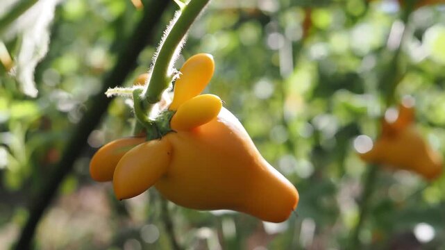 Solanum mammosum ornamental or auspicious plants.