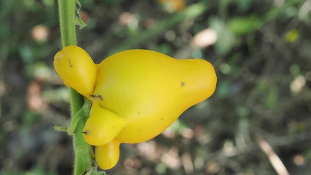 Solanum mammosum ornamental or auspicious plants.