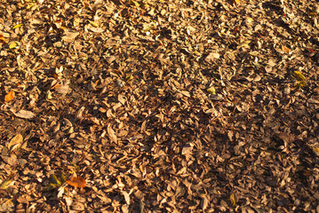秋色に染まる落ち葉の遊歩道（東京・日本） &ndash;  Autumn Path Covered with Fallen Leaves in Tokyo, Japan