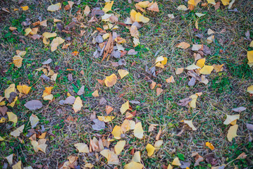 秋色に染まる落ち葉の遊歩道（東京・日本） –  Autumn Path Covered with Fallen Leaves in Tokyo, Japan