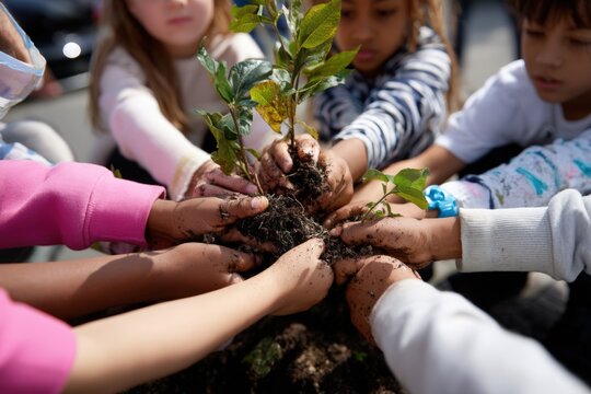 Children working together to plant a small tree in a community garden on a sunny day