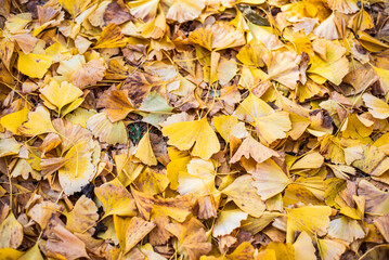 秋色に染まる落ち葉の遊歩道（東京・日本） –  Autumn Path Covered with Fallen Leaves in Tokyo, Japan
