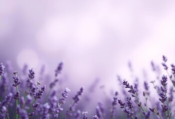 Obraz premium Soft lavender blur backdrop, subtle shadows, minimalist product display, bright, backdrop