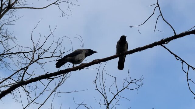 Two crows are sitting on a bare tree branch and quarrelling.