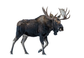 a majestic bull moose with imposing, fully palmated antlers, walking mid-stride in a dense winter coat, isolated against a seamless transparent backdrop. concept of isolated natural dominance
