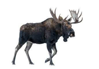a majestic bull moose with imposing, fully palmated antlers, walking mid-stride in a dense winter coat, isolated against a seamless transparent backdrop. concept of isolated natural dominance