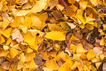 秋色に染まる落ち葉の遊歩道（東京・日本） &ndash;  Autumn Path Covered with Fallen Leaves in Tokyo, Japan