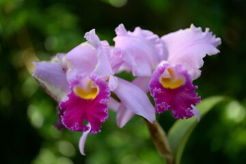 カトレア　ハヤカワドリーム