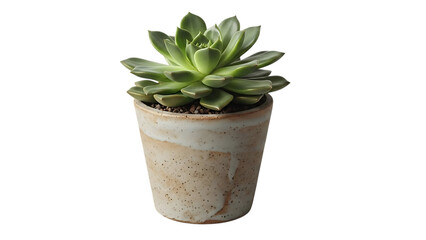 Fototapeta premium A single, vibrant green succulent plant with layered leaves sits in a rustic, textured ceramic pot against a transport background.