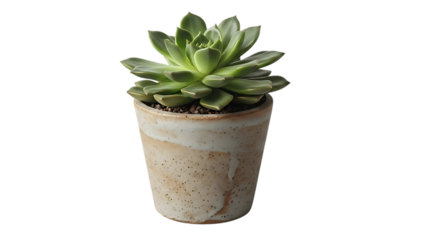 A single, vibrant green succulent plant with layered leaves sits in a rustic, textured ceramic pot against a transport background.