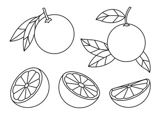 Line drawing of oranges, whole and sliced, with leaves