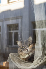 Cozy long-haired tabby cat resting behind a sunlit window, framed by soft white curtains. Bright afternoon light, urban building reflections, peaceful home atmosphere